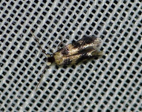 Réf. 183 536 : Ectoedemia decentella